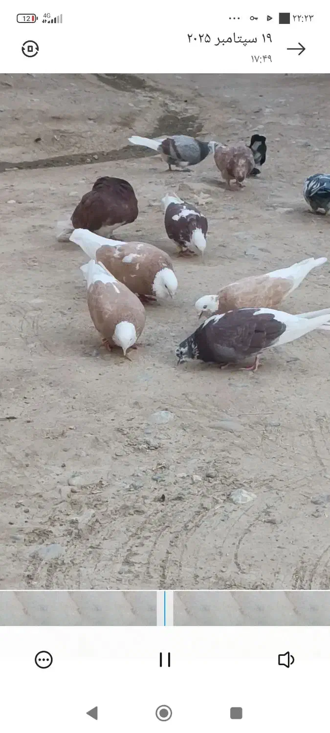 کبوتر پرشی شازده زرد و قرمز .سیاه زغالی|پرنده|داران, |دیوار