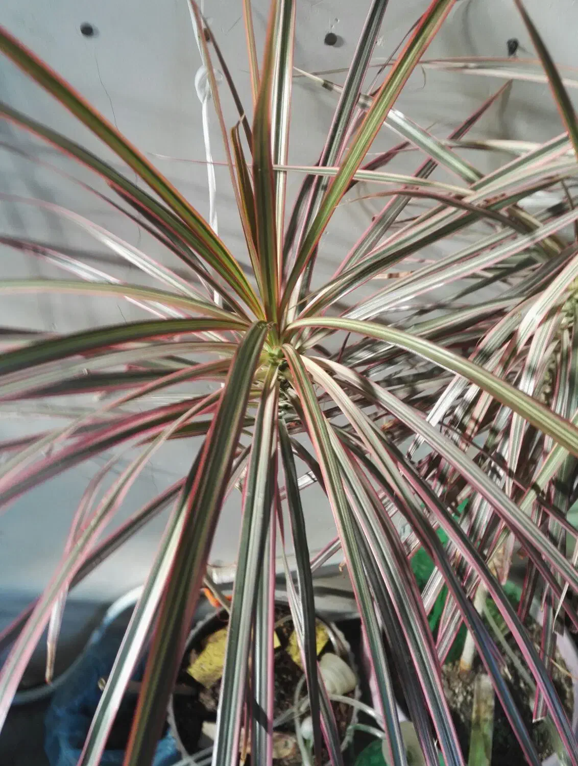 گل وگیاه|گل و گیاه طبیعی|سیرجان, |دیوار