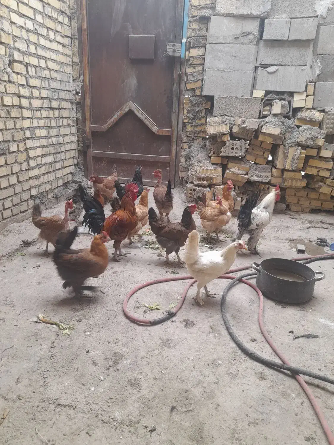 ۱۴ عدد مرغ خروس محلی اصل جوان|حیوانات مزرعه|بهبهان, |دیوار