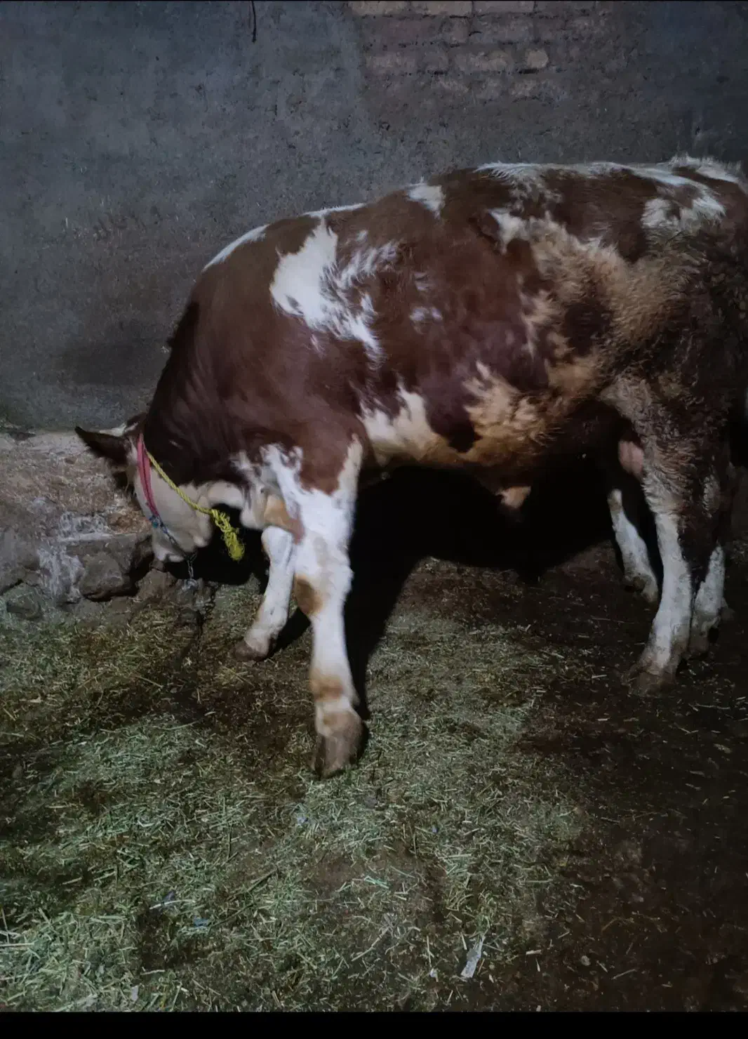 یک راس گوساله..دماخ|حیوانات مزرعه|دینور, |دیوار