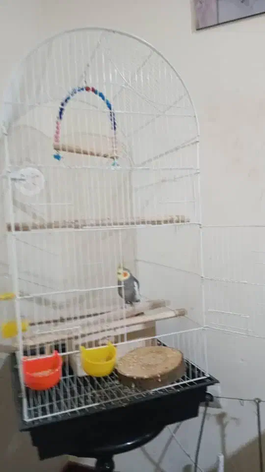 عروس هلندی|پرنده|رشت, منظریه|دیوار