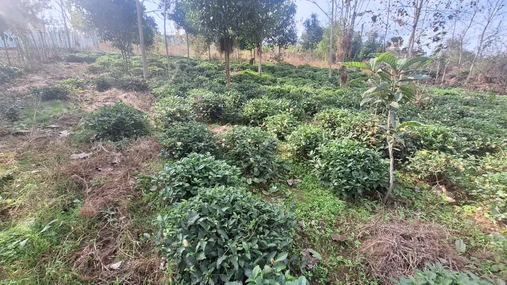 قطعهای از بهشت گیلان زمین ۱۰۰۰ متری در اطاقور|فروش زمین و ملک کلنگی|رشت, منظریه|دیوار