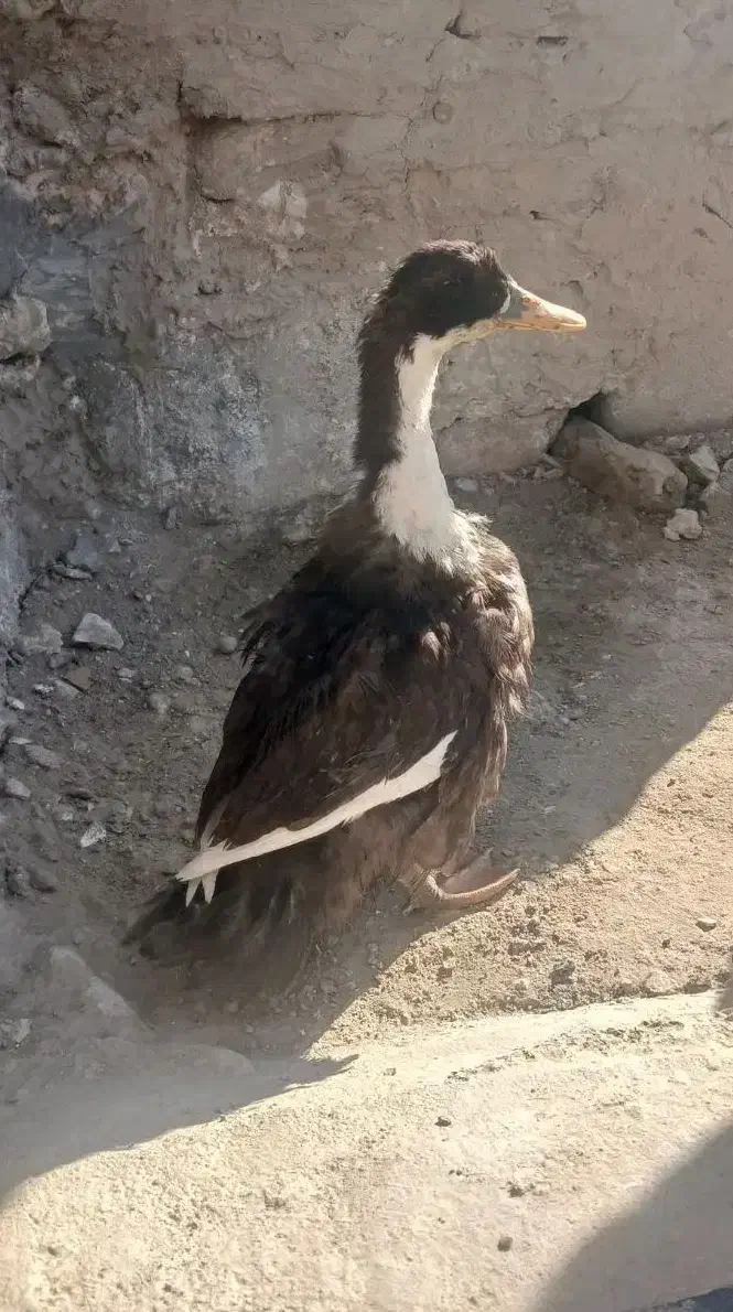 اردک|حیوانات مزرعه|زابل, |دیوار