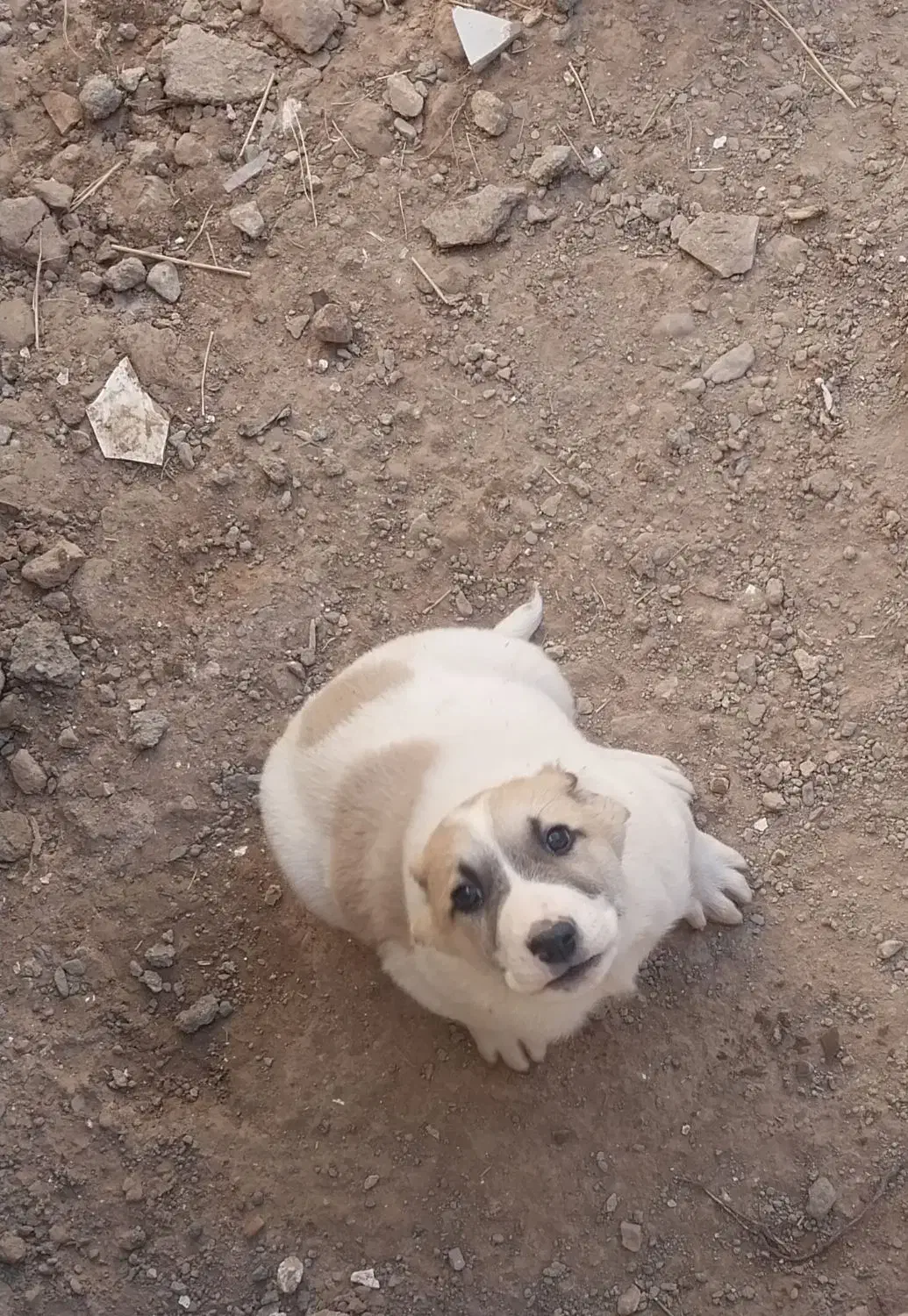 سگ ژرمن ماده ویه توله نر|سگ|کاشمر, |دیوار