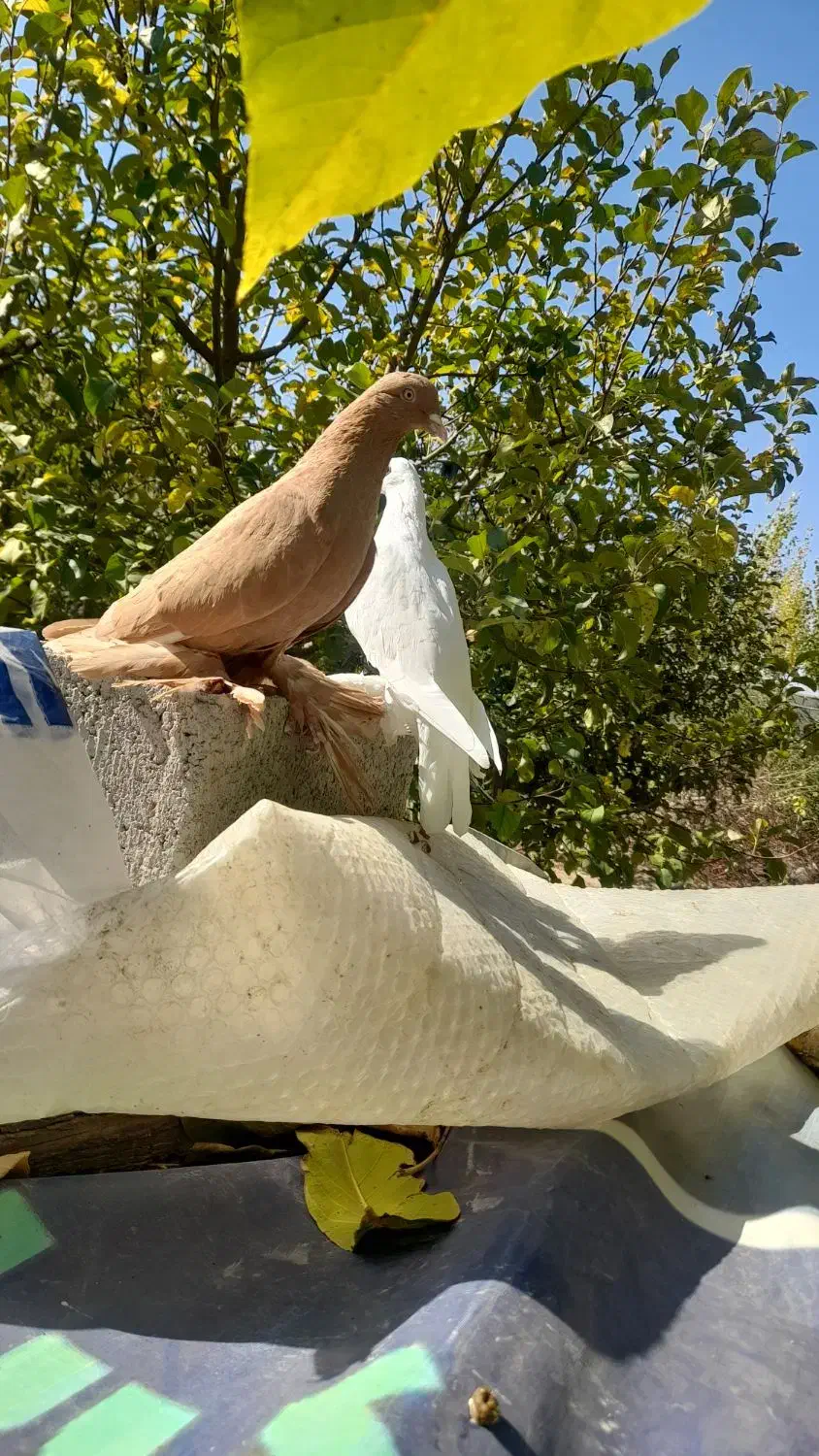 کبوتر نروماده|پرنده|اهر, |دیوار