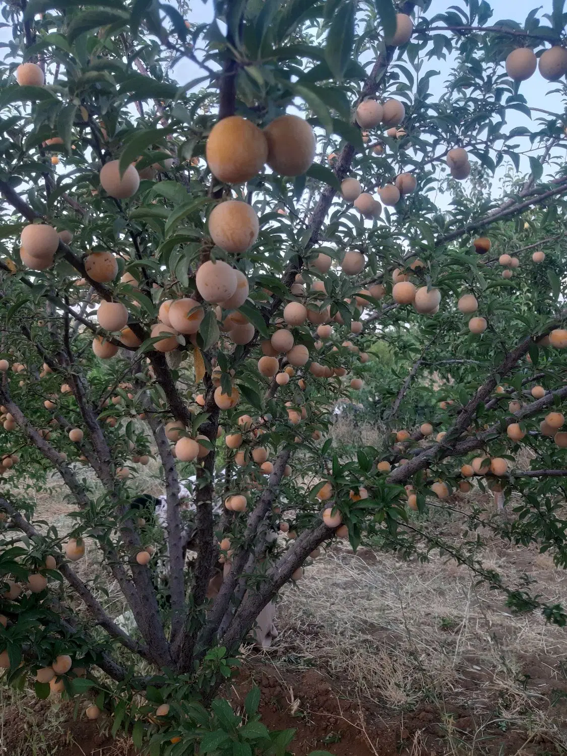 آلو|خوردنی و آشامیدنی|سنندج, |دیوار