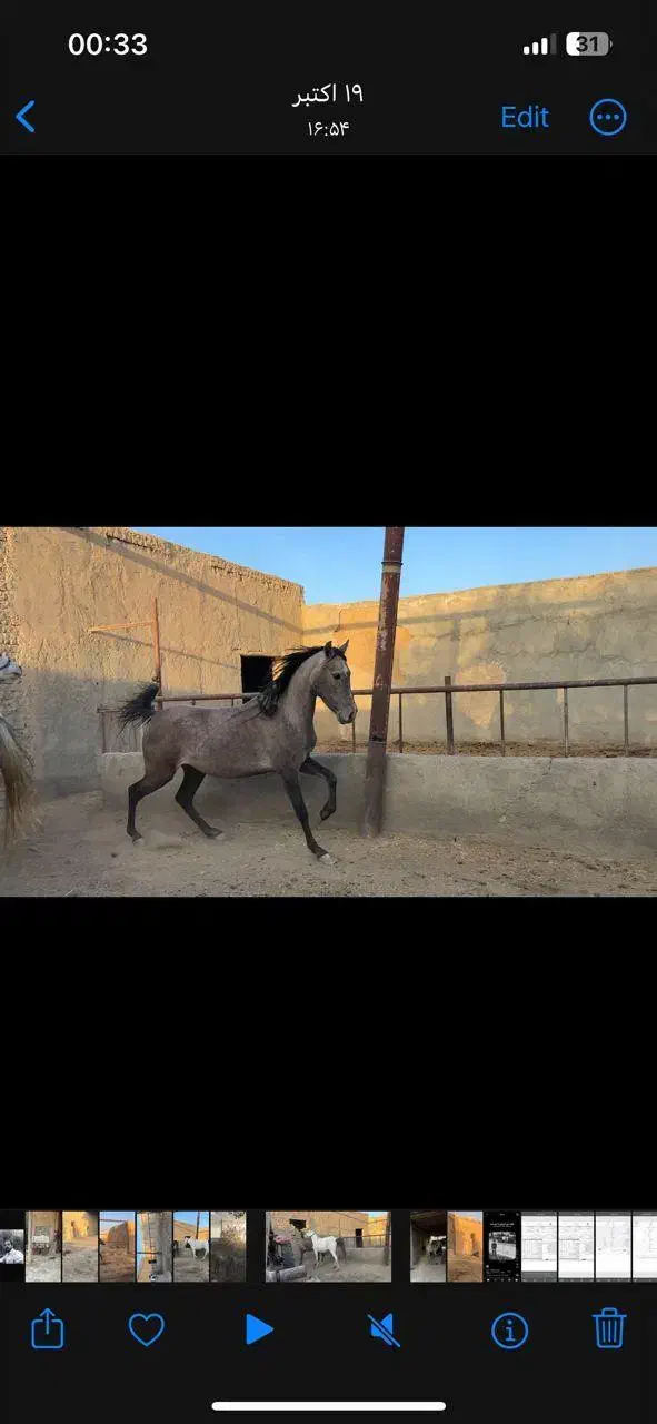 فروش یک راس مادیون کرد از سیروان با مدارک|اسب و تجهیزات اسبسواری|جوادآباد, |دیوار