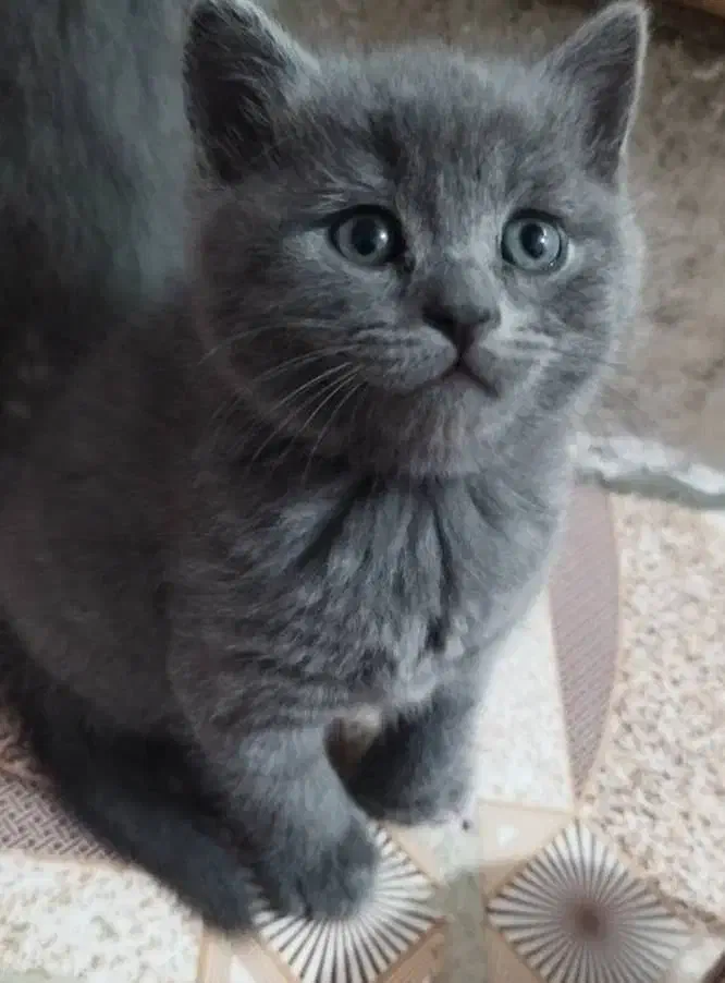 توله گربه های بریتیش و اسکاتیش بریتیش|گربه|اهواز, کوروش|دیوار