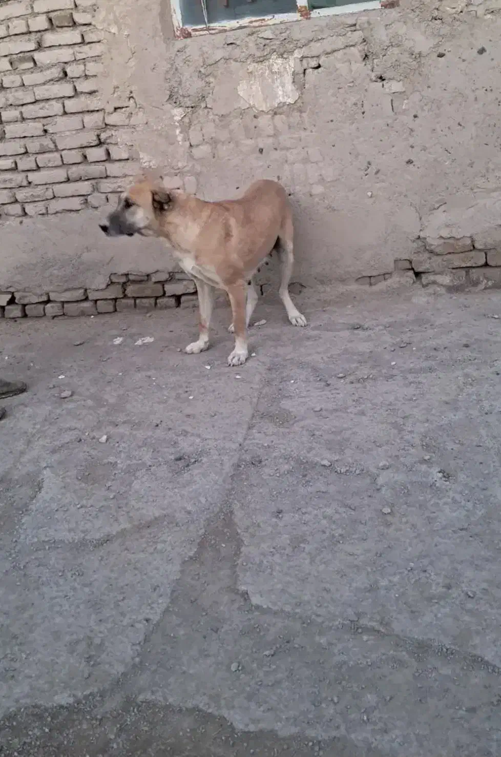 سگ ماده|سگ|نیشابور, مازول|دیوار