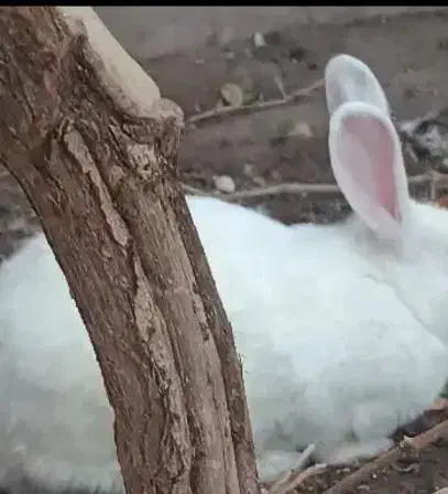 خرگوش|موش و خرگوش|رفسنجان, |دیوار