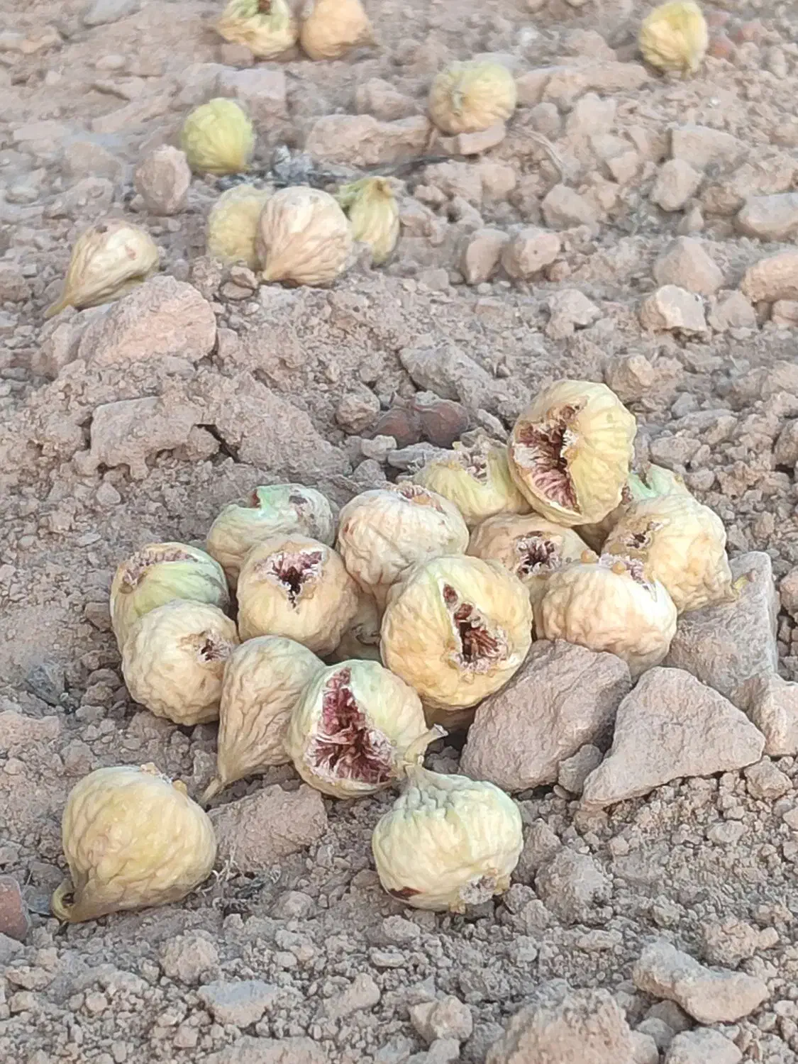 فروش عمده و خرده انجیر درجه یک فقط نقدی|خوردنی و آشامیدنی|شیراز, دارالرحمه|دیوار