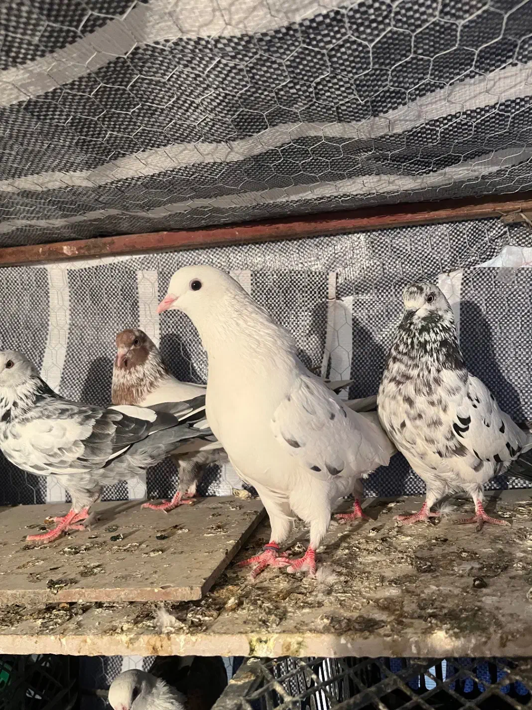 کبوتر پرشی|پرنده|تاتار علیا, |دیوار