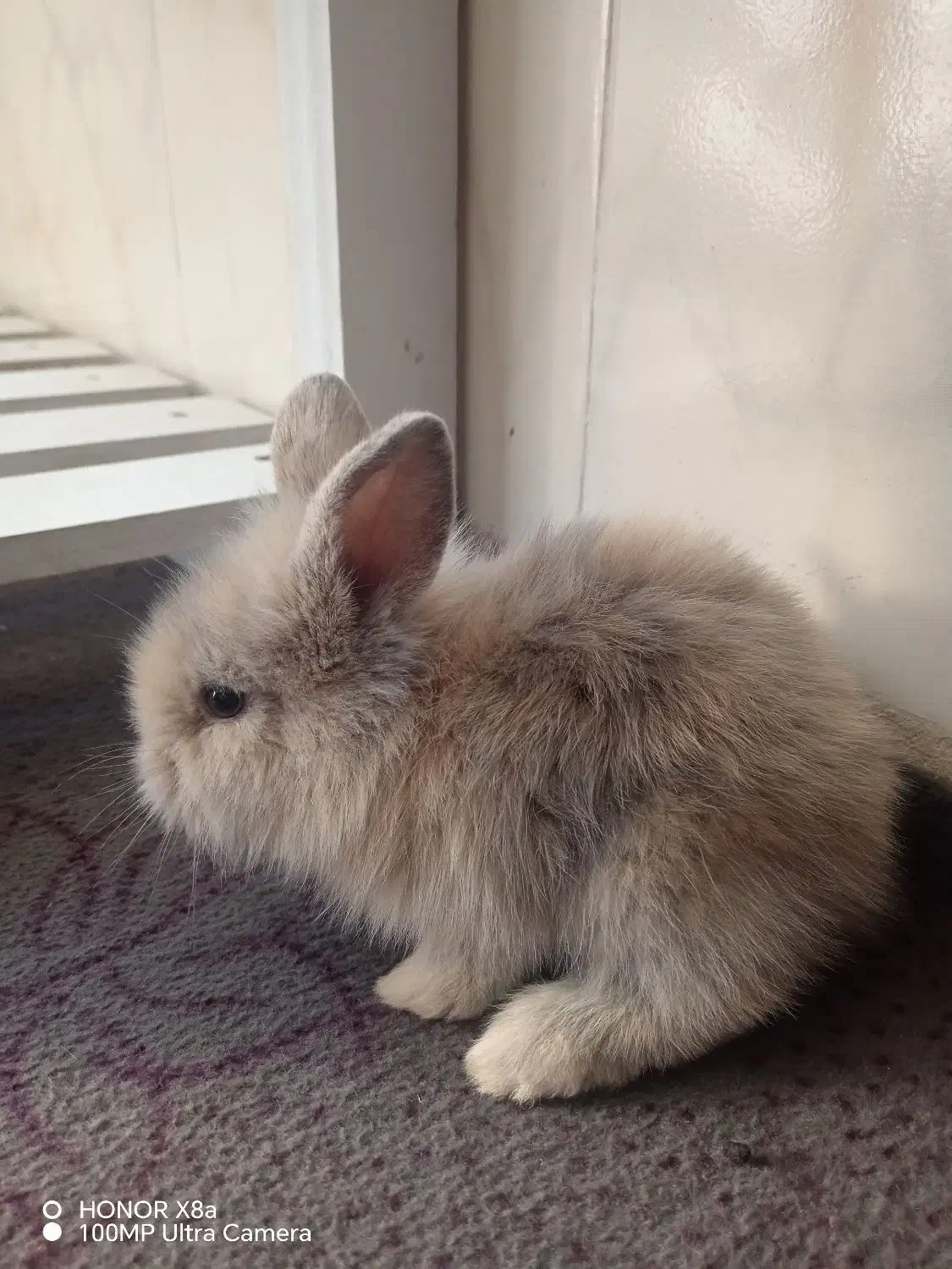 بچه خرگوش لوپ ملوس|موش و خرگوش|سبزوار, قدس|دیوار