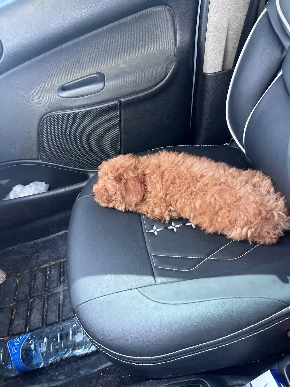 پودل|سگ|پاکدشت, پاکدشت (مامازند)|دیوار