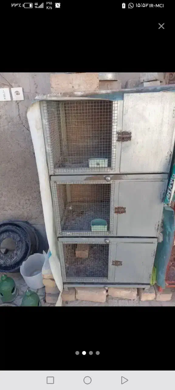 کبوتردمگیرگلین باقفس|پرنده|برخوار, |دیوار