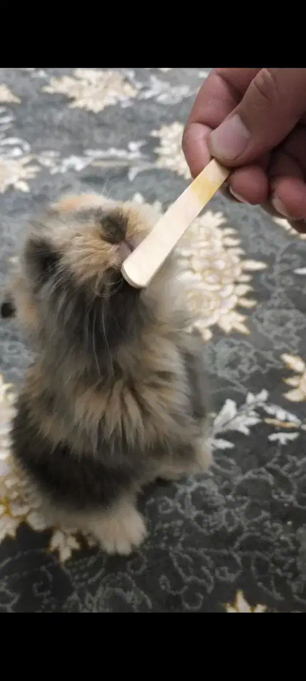 خرگوش لوپی|موش و خرگوش|پاکدشت, حصار امیر|دیوار