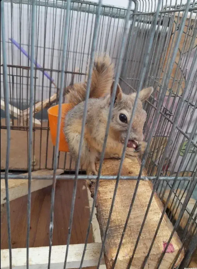 قفس سنجاب|لوازم جانبی حیوانات|رفسنجان, |دیوار