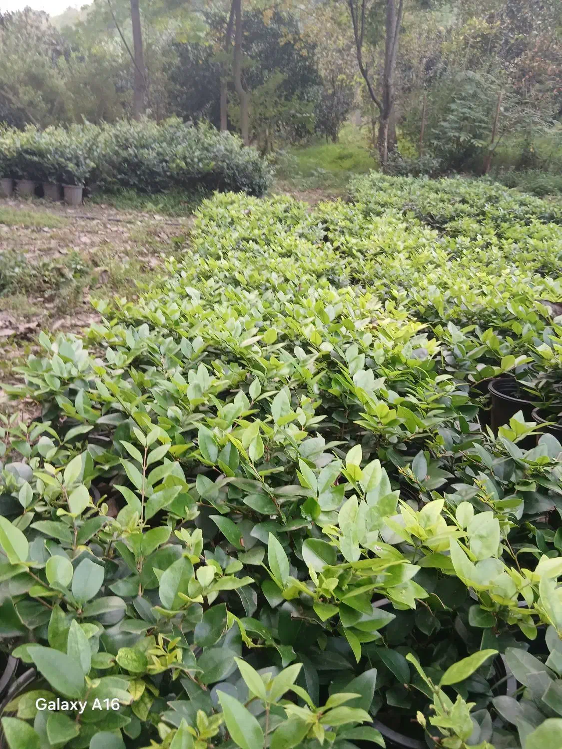 یاس هلندی سطل ۴ هرس شده لوکس|گل و گیاه طبیعی|رحیم‌آباد, |دیوار