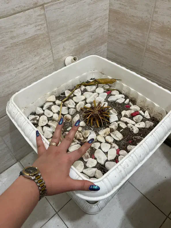 گلدان پلاستیکی بزرگ با خاک|گل و گیاه طبیعی|کرج, گوهردشت|دیوار