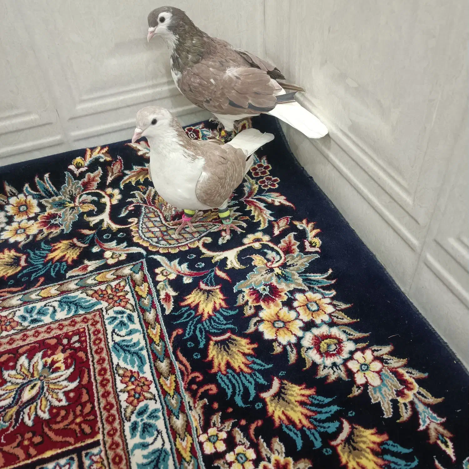 کفتر شیرازی|پرنده|ورامین, خیر آباد|دیوار