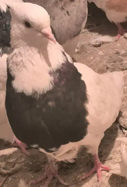 کبوتر طوقی|پرنده|کامیاران, |دیوار