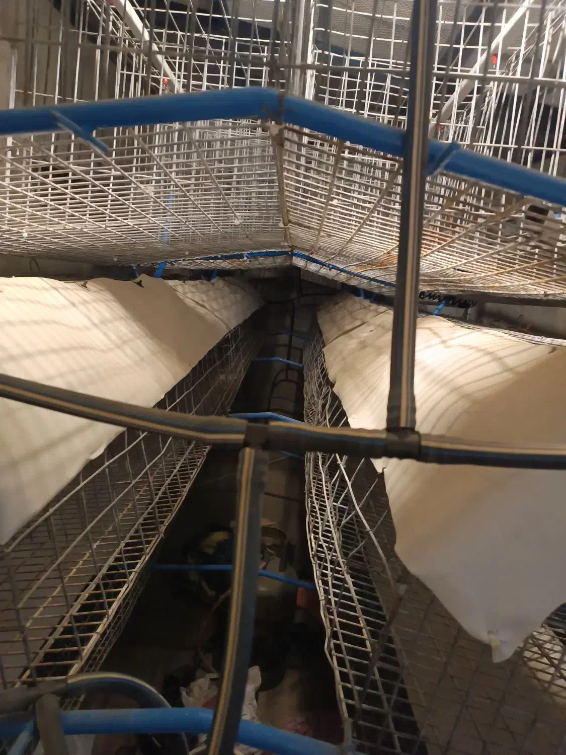 فروش قفس مرغ تخمگذار|لوازم جانبی حیوانات|خواجه, |دیوار