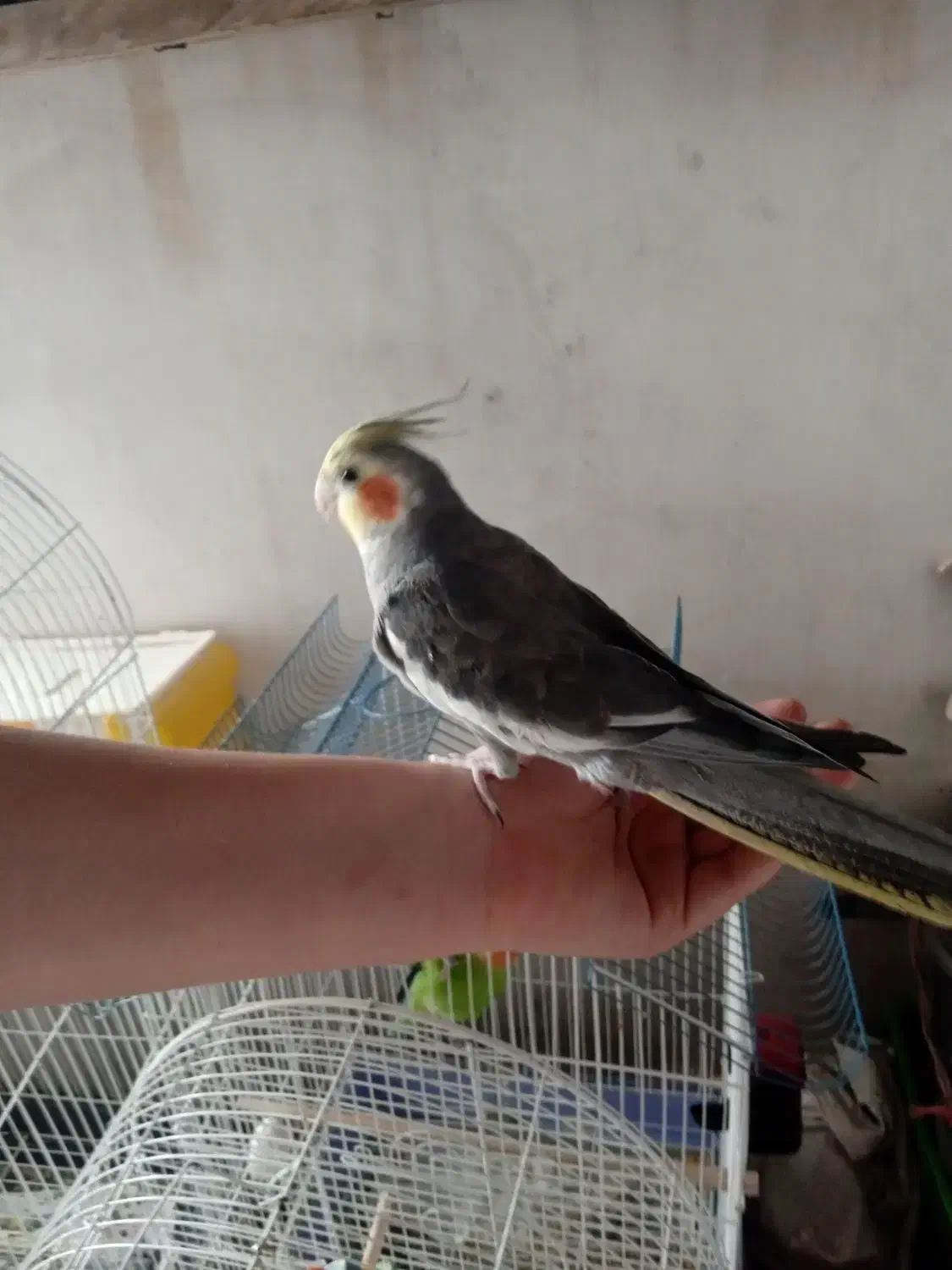 عروس هلندی سخنگو بالغ|پرنده|تنکابن, |دیوار