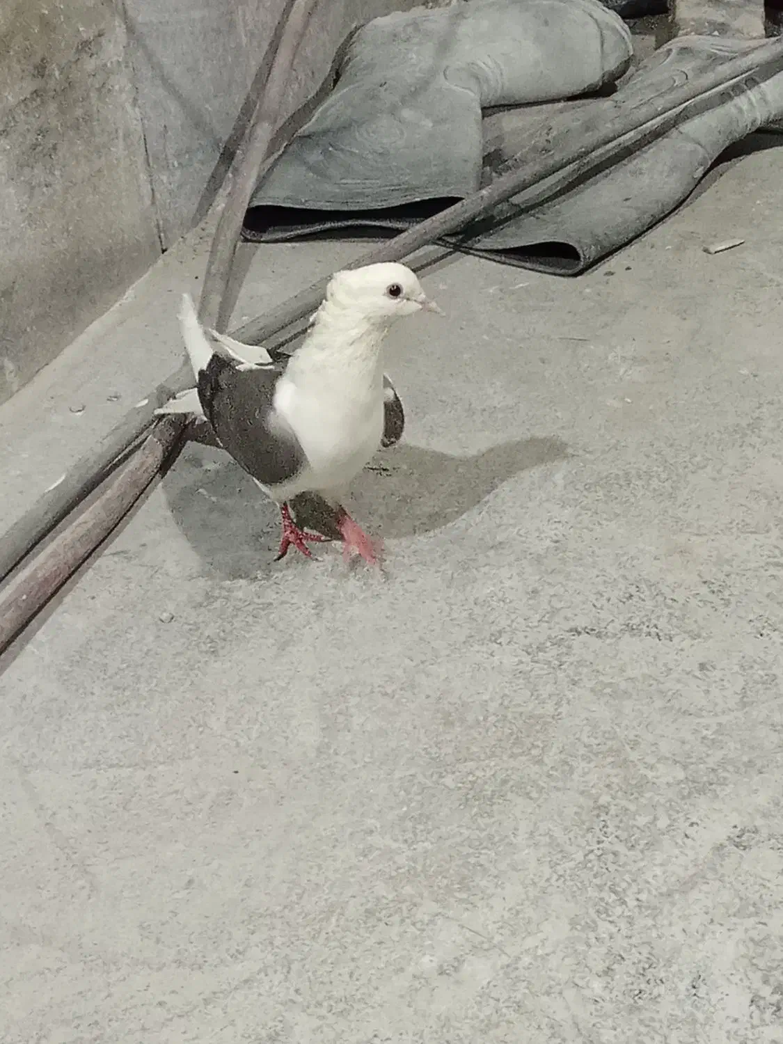 کبوتر شونی|پرنده|بروجرد, |دیوار