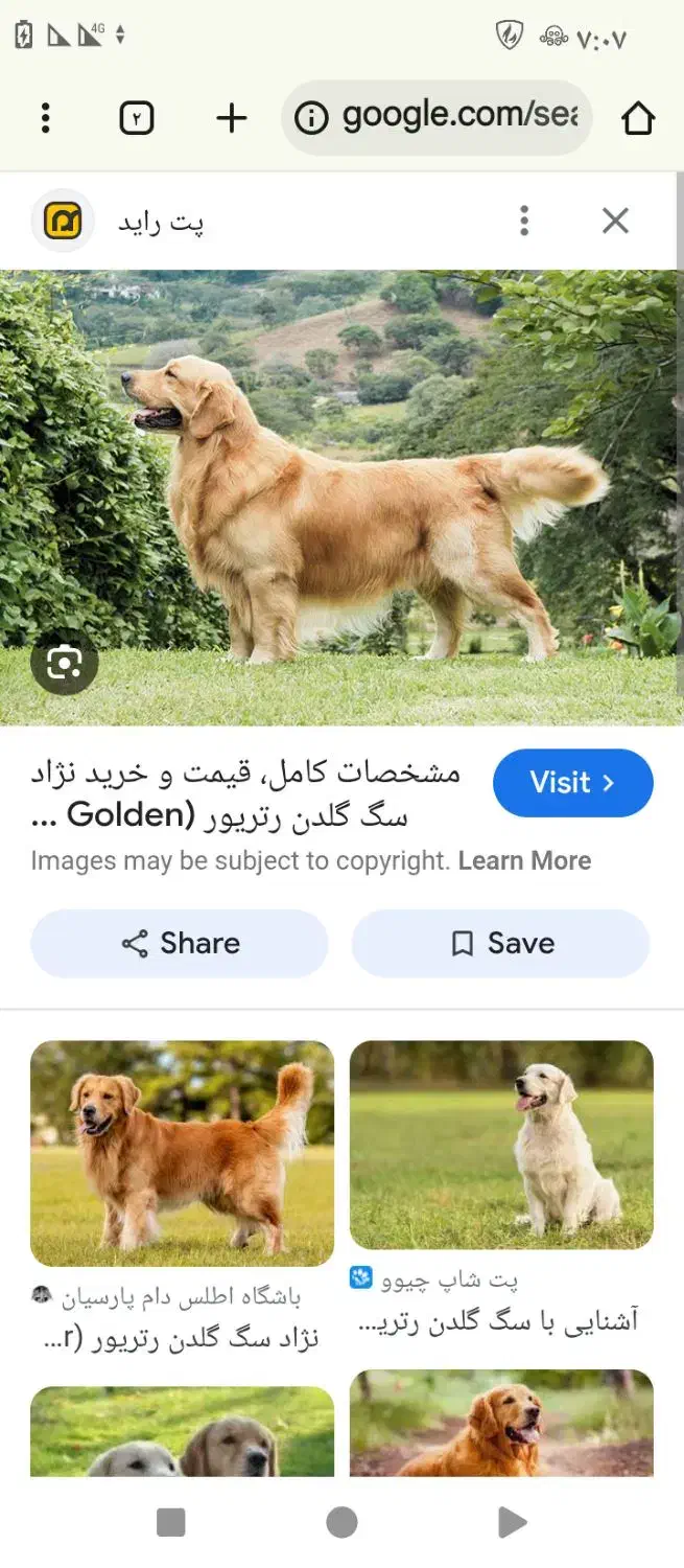 سگ پیدا کردم|سگ|گرگان, |دیوار