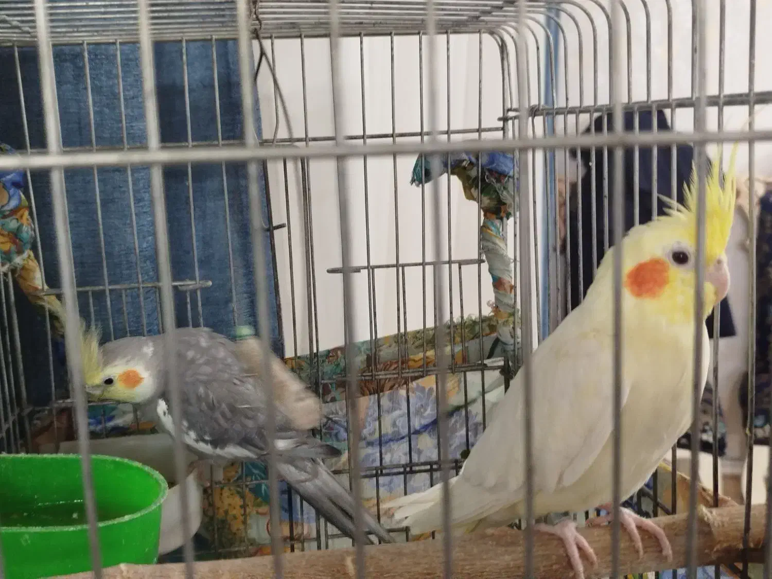 یک جفت عروس هلندی نروماده|پرنده|محمدشهر, محمدشهر|دیوار