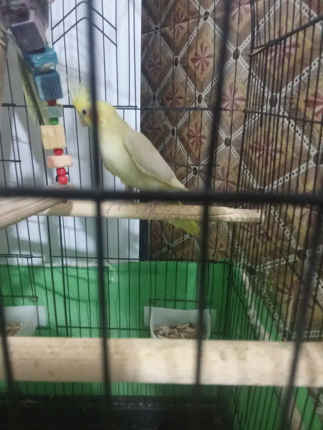 عروس هلندی|پرنده|تاکستان, |دیوار