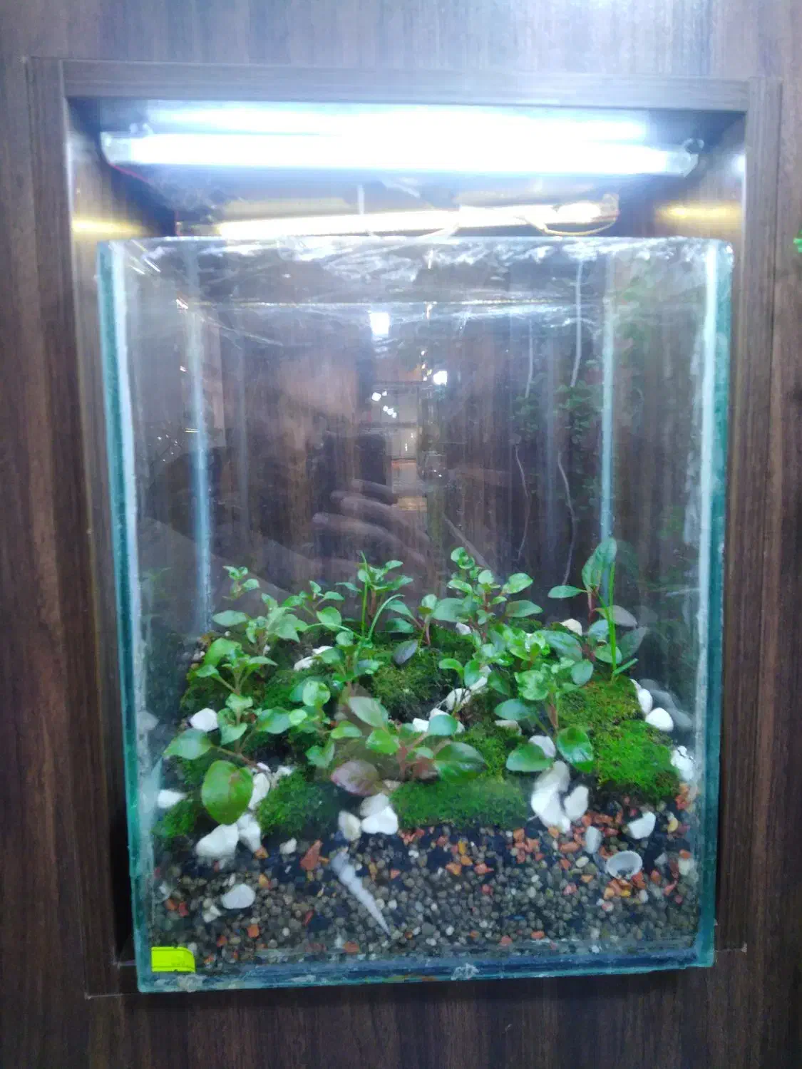 تراریوم|گل و گیاه طبیعی|قم, دورشهر|دیوار