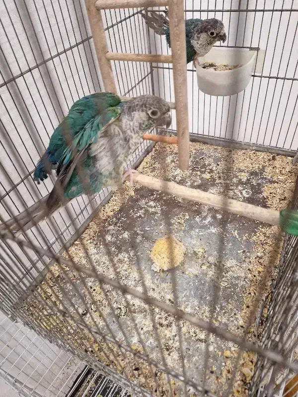 گرنچیگ|پرنده|زاهدان, |دیوار