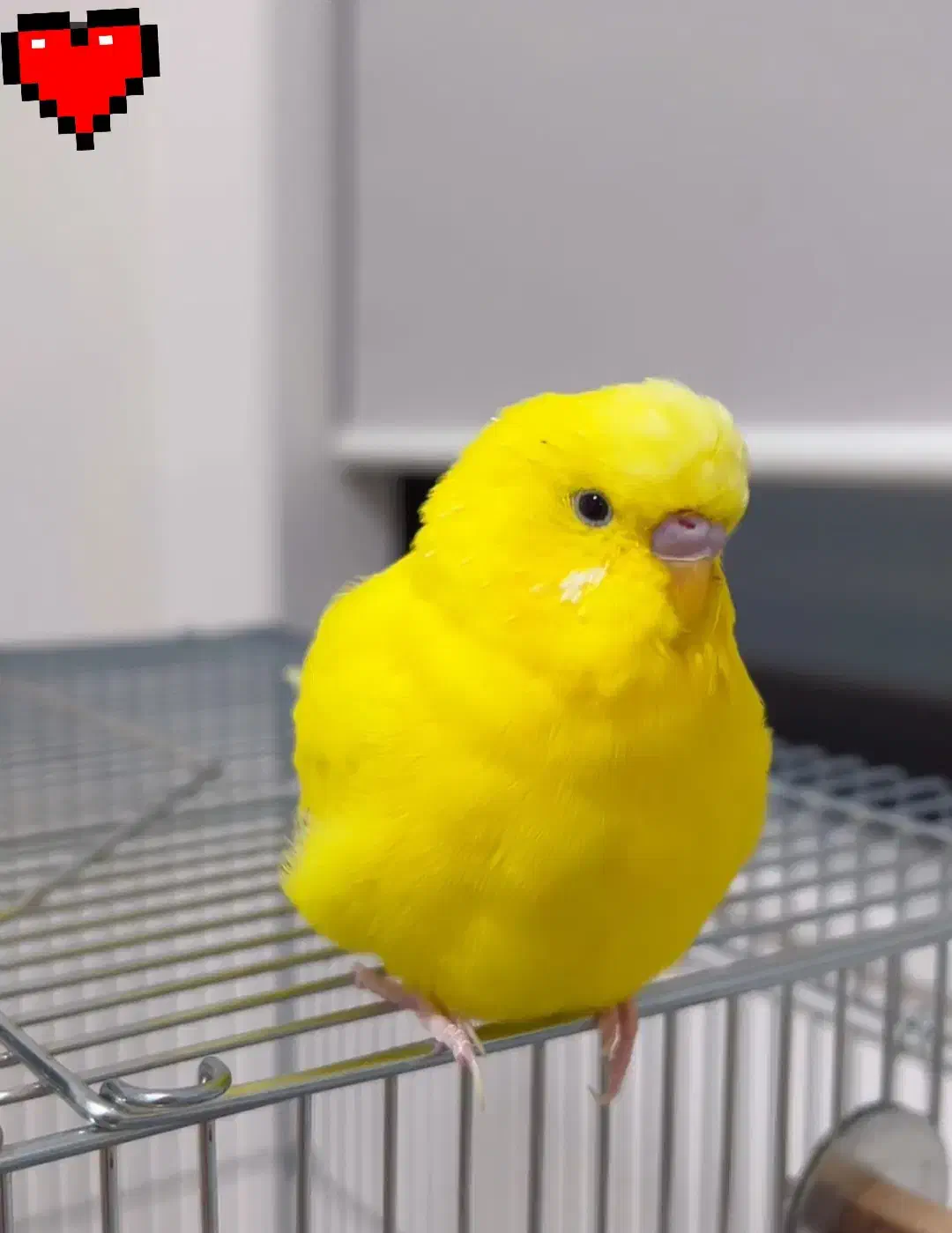 مرغ عشق چلوندنی(فول دستی )ناز|پرنده|شاهینشهر, شهرک گلدیس|دیوار