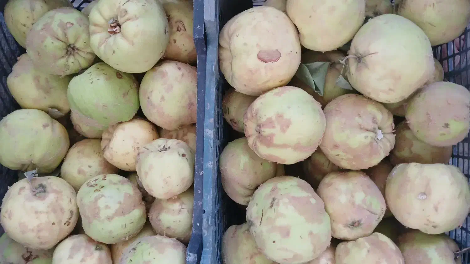 فروش ((به)) درجه ۱ ودرجه۲|خدمات باغبانی و درختکاری|بهمن صغاد, |دیوار