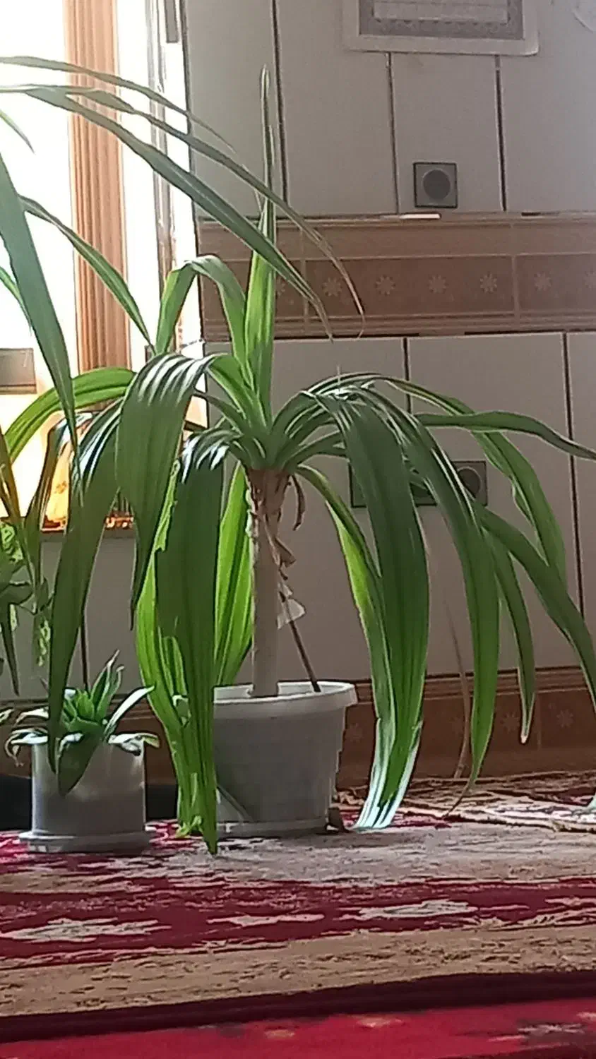 دوعدد گل|گل و گیاه طبیعی|خانمیرزا, |دیوار