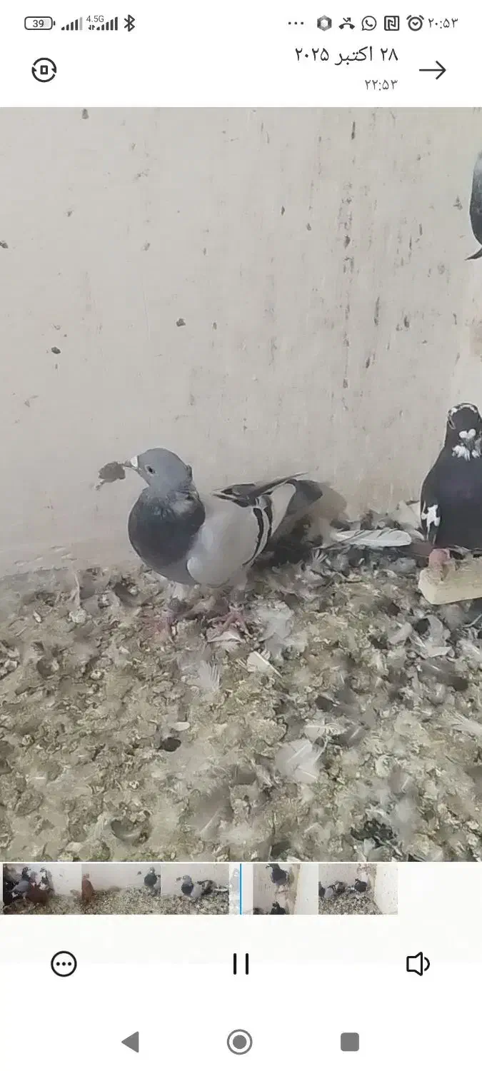 ۱۱عددکفتر پلاکی پرشی|پرنده|داراب, |دیوار