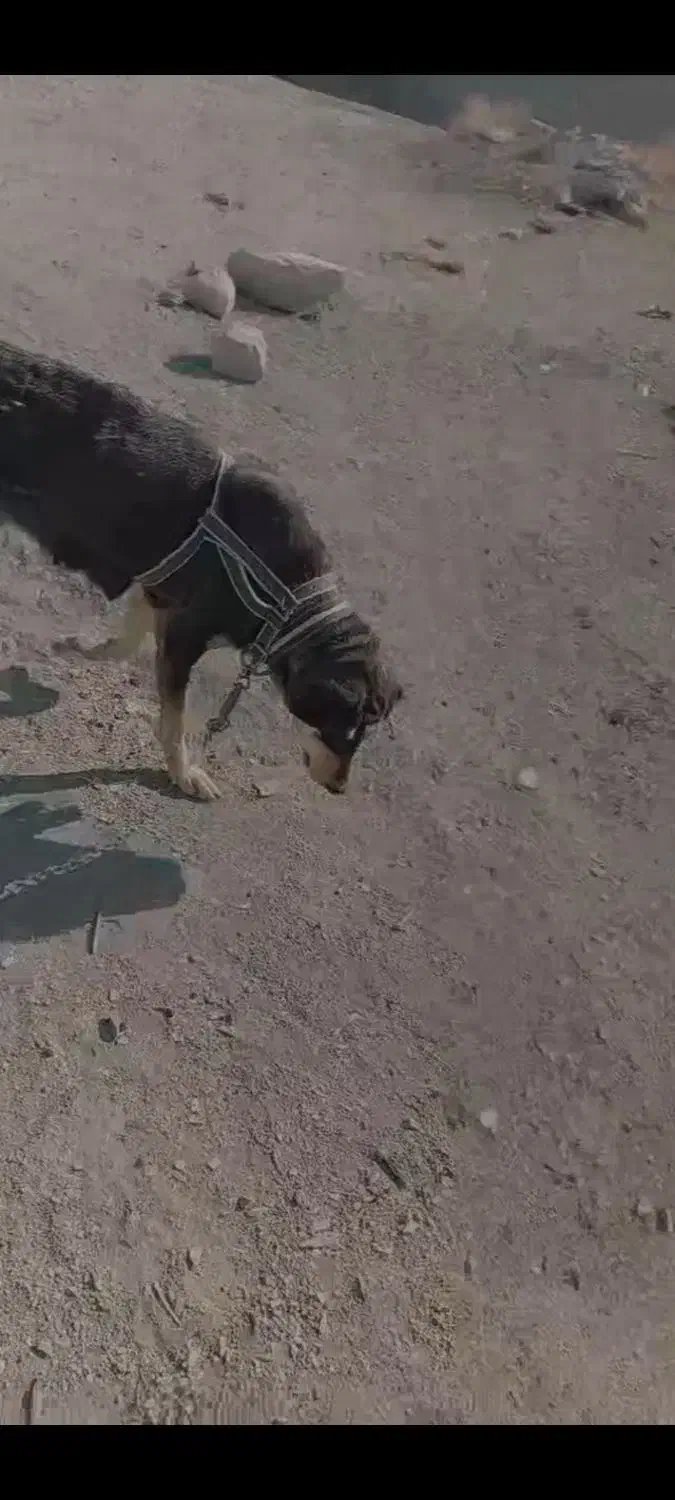 سگ ،|سگ|چناران, |دیوار