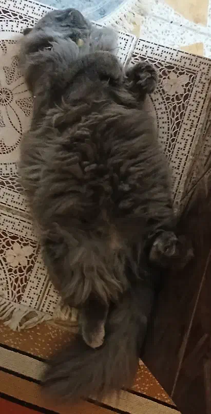 گربه برتیش|گربه|یزد, |دیوار