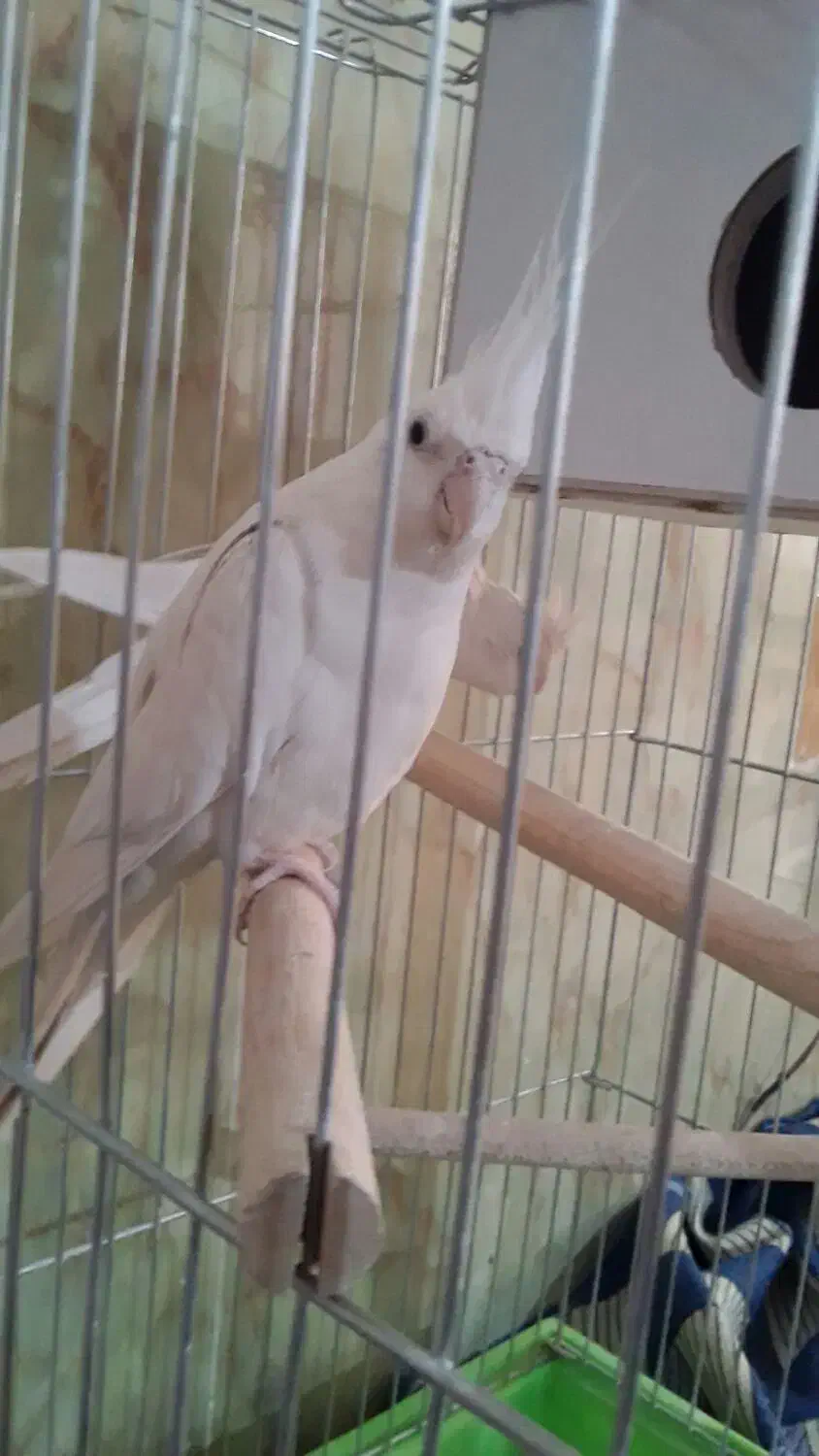 عروس هلندی آلبینو نرو ماده|پرنده|مراغه, |دیوار