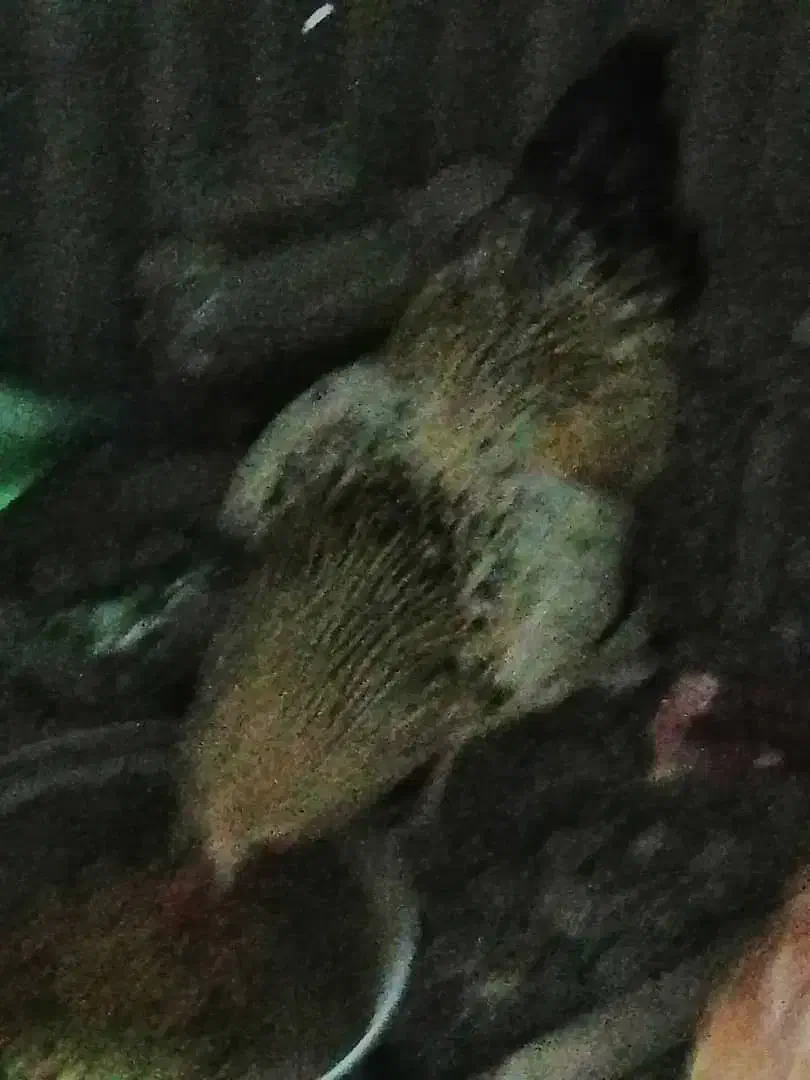 خروس|حیوانات مزرعه|مشهد, چهارچشمه|دیوار