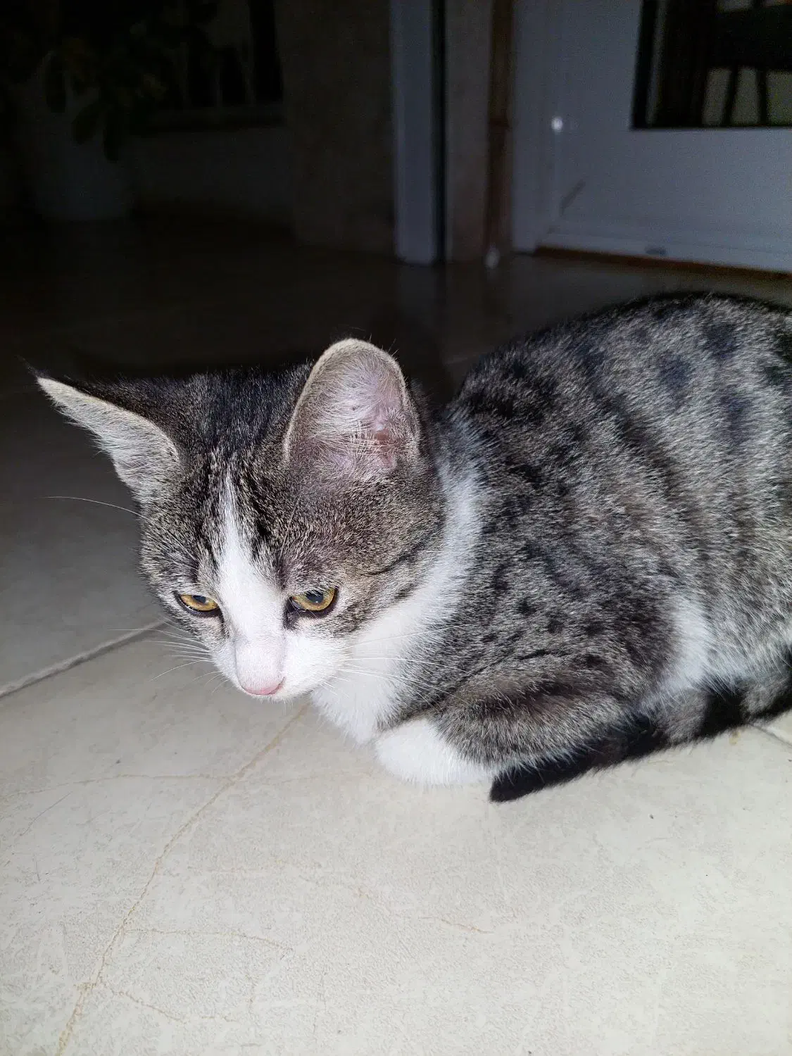 واگذاری رایگان گربه|گربه|چالوس, |دیوار