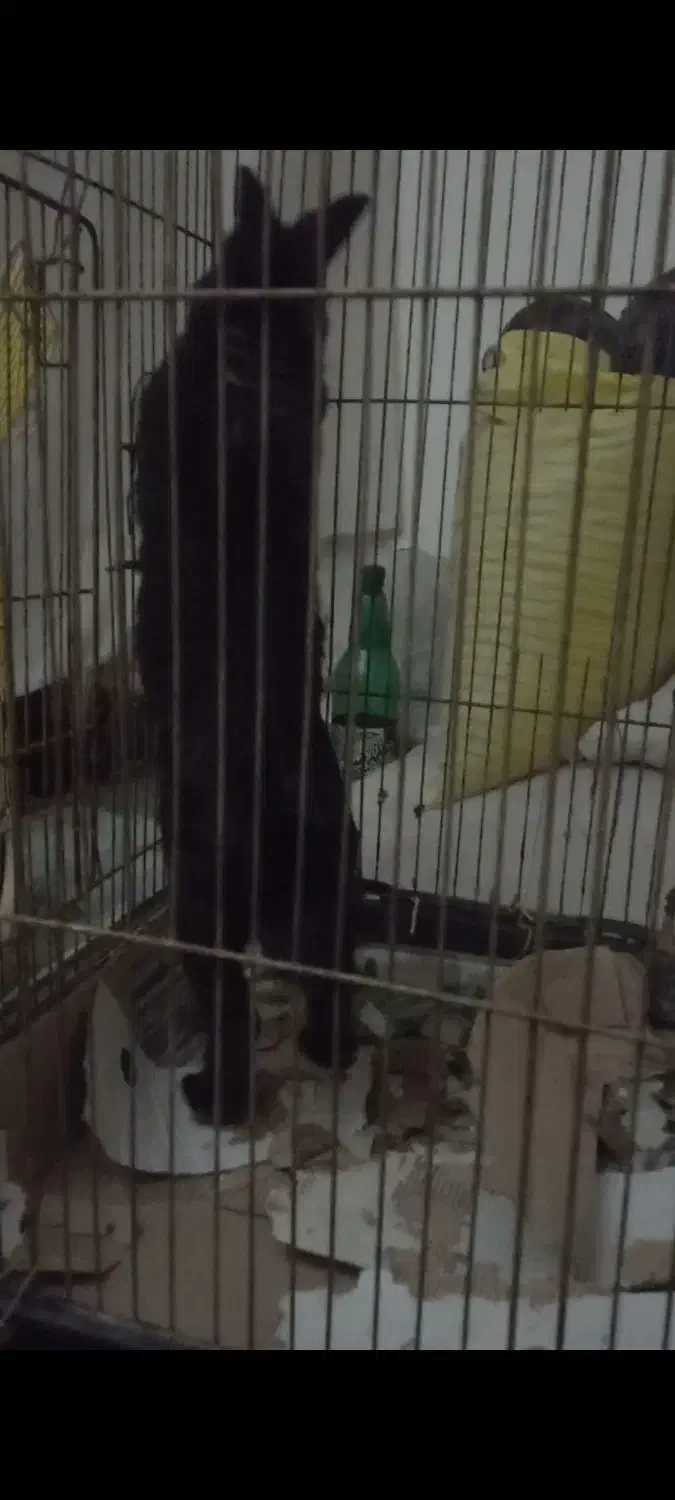 خرگوش|موش و خرگوش|ارومیه, |دیوار