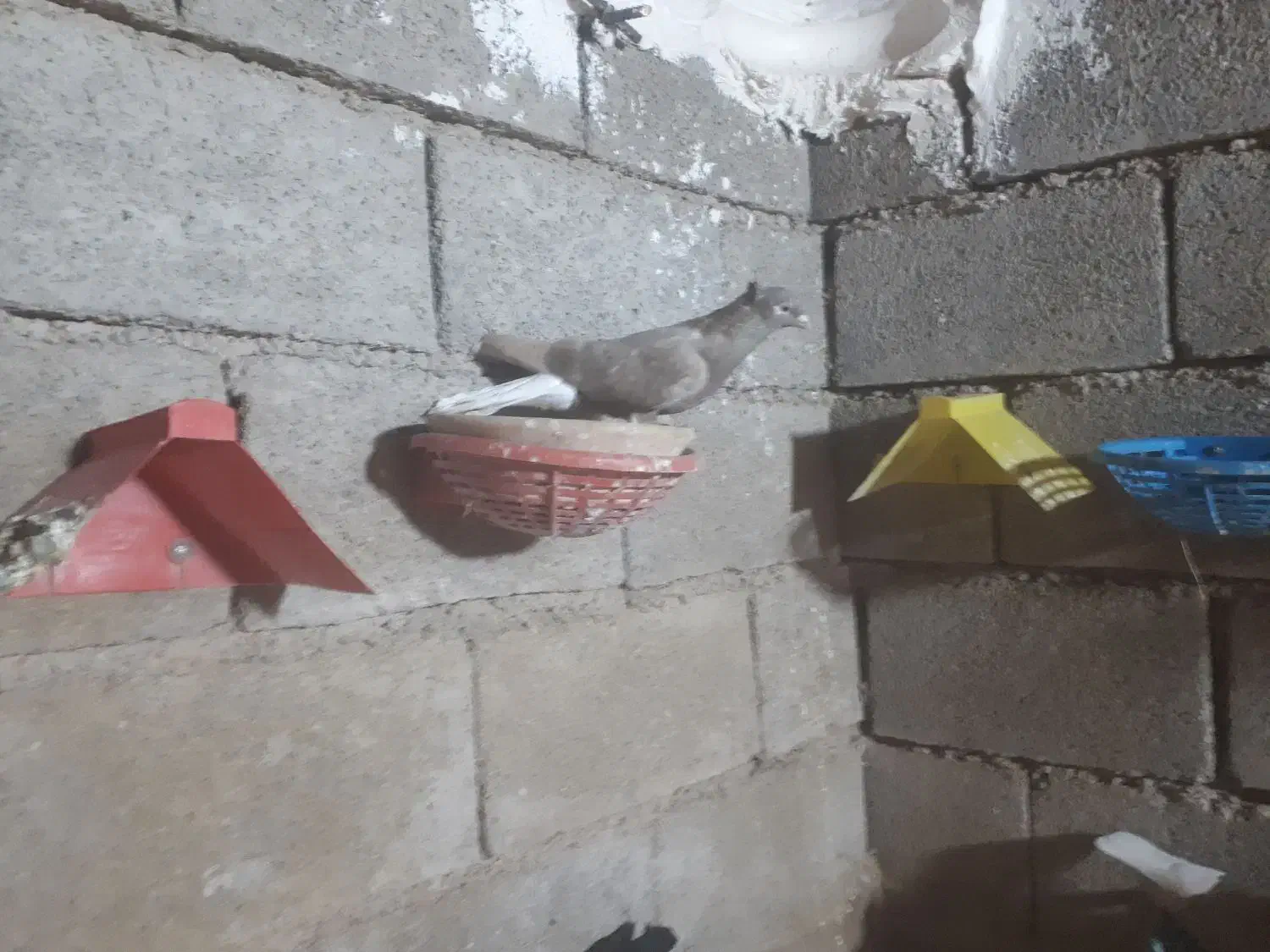 کبوتر سرخ دم پاک|پرنده|گتوند, |دیوار