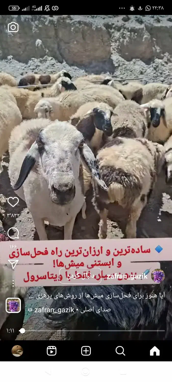 دو نیسان کود گوسفندی|لوازم جانبی حیوانات|بافت, |دیوار