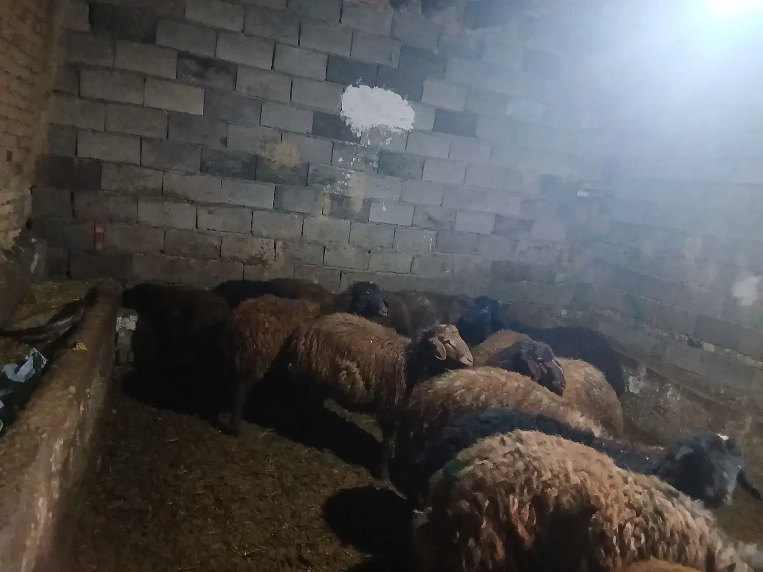 بره نر چاق|حیوانات مزرعه|مهربان, |دیوار