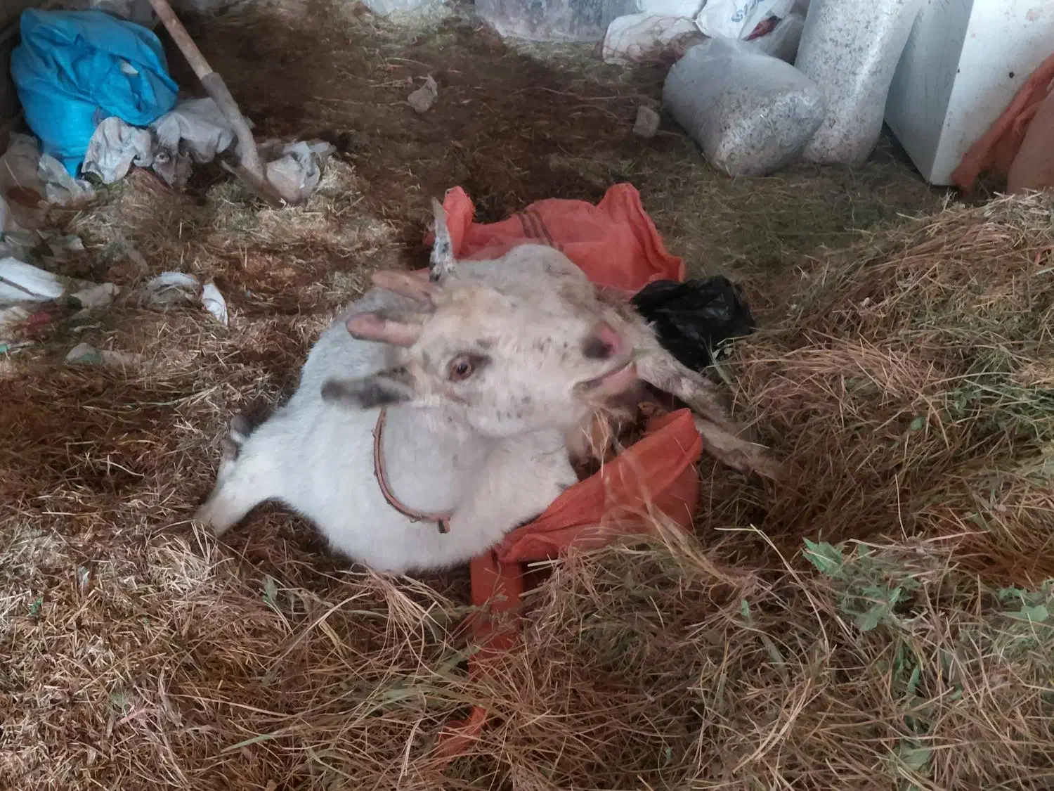 بز سانن چاق از پاهاش مشکل کیلو ۲۳۵۰۰۰|حیوانات مزرعه|گناباد, |دیوار