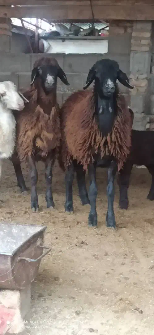 بره سوپر چاق نر و ماده|حیوانات مزرعه|سیمین شهر, |دیوار