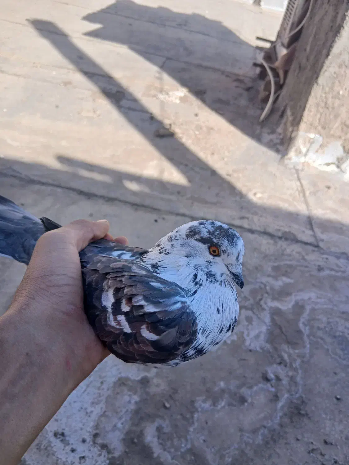 کفتر|پرنده|زرندیه, |دیوار