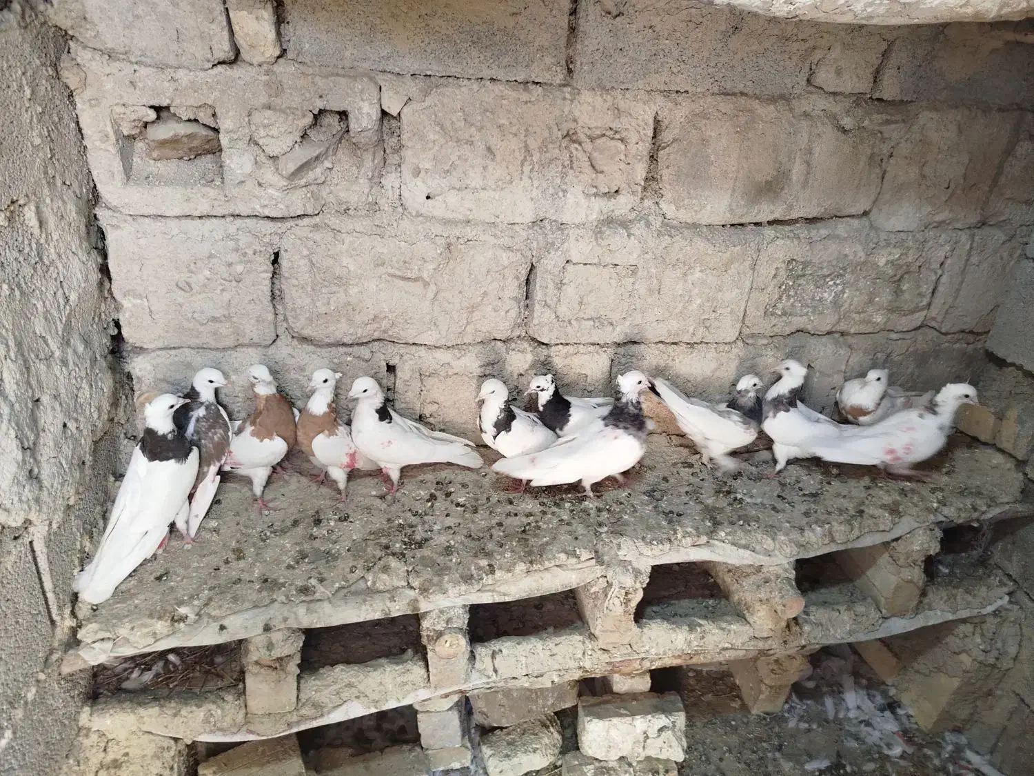 کبوتر|پرنده|شیراز, شهرک مهدی‌آباد|دیوار